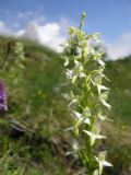 Platanthera bifolia